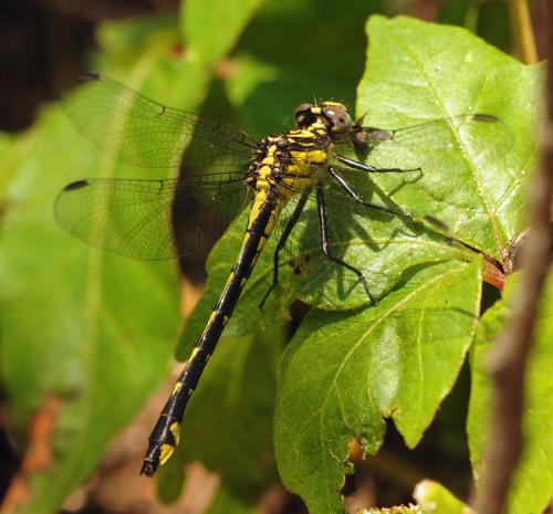Female
2013_05_27_Rabun